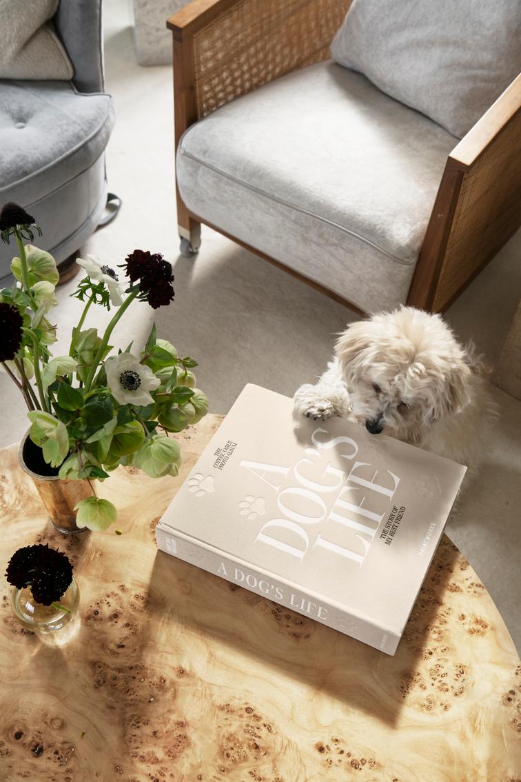 Dog Album - A Dog's Life